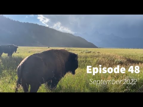 Wildlife Wednesday Monthly Round Up -Wildlife updates from the Greater Yellowstone September 2022