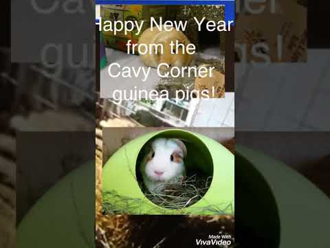 Guinea pig song from the Cavy Corner guinea pig song with words.