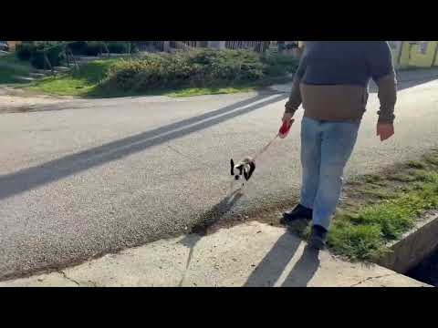 Boston Terrier Welpe kaufen