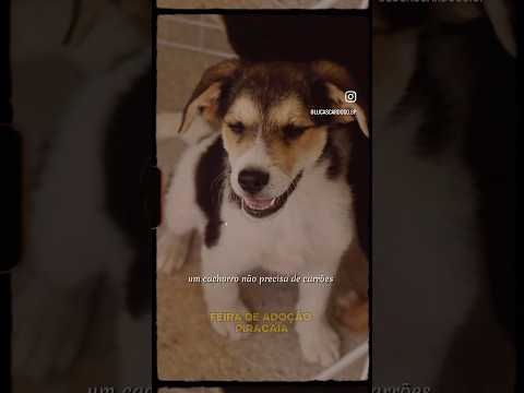 Eles precisam de um lar❤️ #adote  #adoteumpet  #pets  #petsfofinhos  #atibaia #piracaia #saopaulo