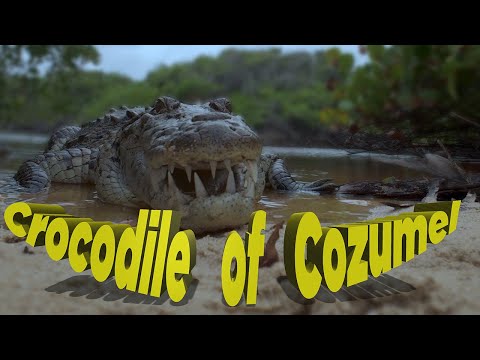 Crocodile lunch in Cozumel: Liquid Motion® Underwater Film Productions