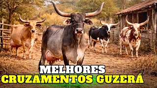 GUZERÁ no LEITE: QUAL é o MELHOR CRUZAMENTOS?