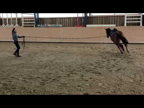 Sazuela von Donaudichter