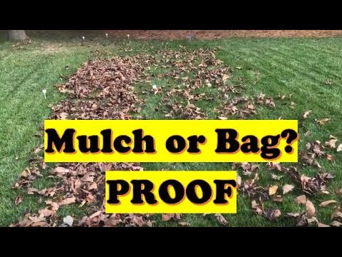 PROVING the leaf mulch theory! Better to Mulch or Bag Leaves? (LAWN CARE) Video