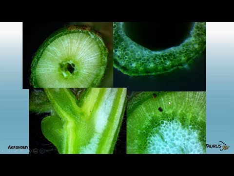 How A Plant Grows: A Plant's Perspective - Part 2: How Plants Take Up and Move Water & Nutrients