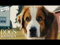 Official Trailer | A Dog's Journey | Screen Bites