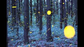 The Firefly Time-Lapse - Photography by Vincent Brady - Music by Brandon McCoy