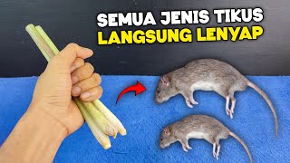 Download lagu TERRIFYING the fastest way to eradicate mice in the house, IMMEDIATELY DISAPPEAR ‼️ mp3