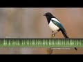 Eurasian Magpie Call & Sounds