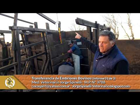 Dr. Jorge Spinelli - Transferencia de Embriones Bovinos - Informe 01