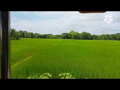 beauty of nature🌿🍃