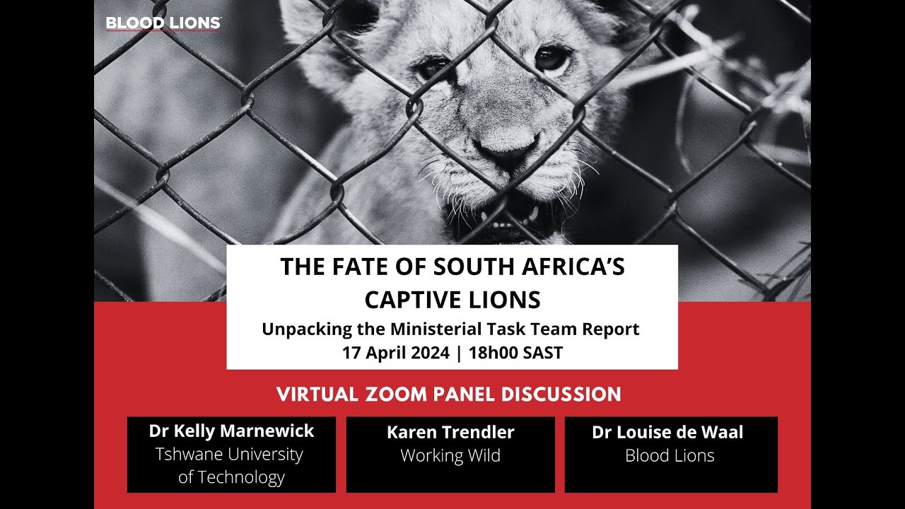 The Fate of South Africa's Captive Lions: Unpacking the Ministerial Task Team Report