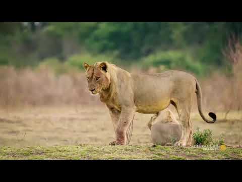 Big Cat Country The Invasion Begins Ep 1