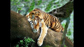 Смотреть онлайн Документальный фильм про тигров в природе
