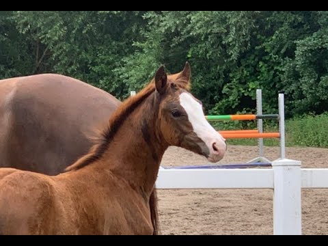 Ponyfohlen-Online-Aukrion! HF v. PAV Timm Thaler - Don't Worry