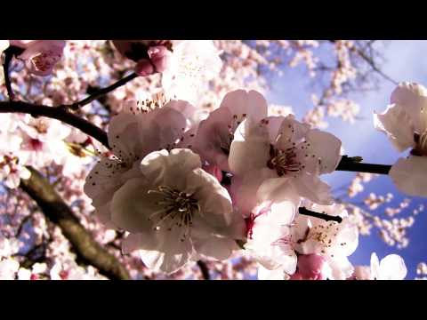 Mike Foyle presents Statica - Blossom (Original Mix)
