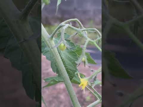 なぜトマトは育たないのでしょうか？この夏、すべてのチャンスを味方につけるためにすべきこととしてはいけないこと!  庭園