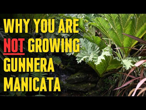 , title : 'Why you are NOT growing Gunnera manicata  NEW INFO!'