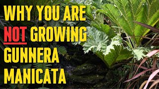 Why you are NOT growing Gunnera manicata  NEW INFO!