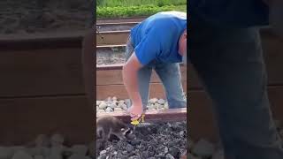 Download lagu Cute Dogs And Cats Videos 😍 Funny Animal Videos 2022 😺 #shorts mp3