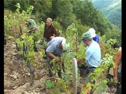 Vendémias a Combabison (2000)
