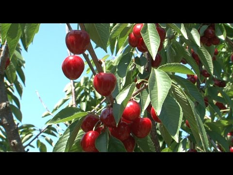 Hogyan védekezzünk a cseresznyelégy és a talajlakó kártevők ellen?, Cseresznye fereg