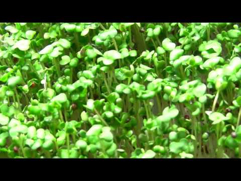 Mustard seed timelapse