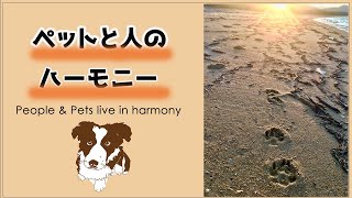 ハッピーペットチャンネル紹介動画 Happy Pet Channel introduction #保護犬 #保護猫 #犬のいる暮らし