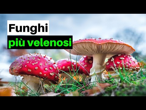 7 FUNGHI PIÙ VELENOSI d'Italia (e non solo)