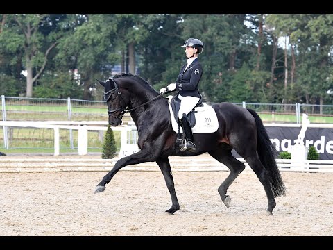 Global Player - Stallion Collection Schockemoehle & Helgstrand 2021 ENG