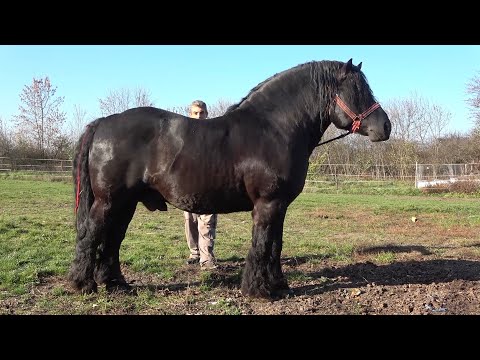 Armasarii lui Mircea de la Ruseni, Satu Mare - 2022 Nou!!!