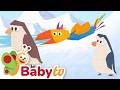Can Tucky Waddles Like A Penguin Animal Behavior For Toddlers BabyTV