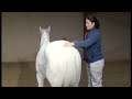 Equine Acupuncture And Chiropractic Exam With Dr Sarah Le Jeune