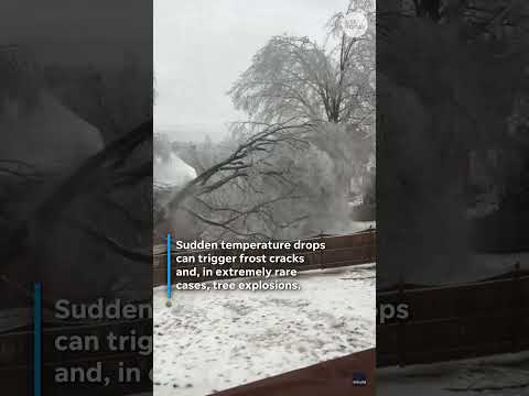 Can trees really explode from cold? See the answer.