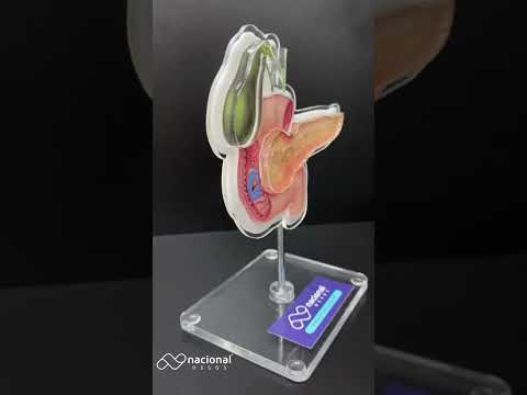 DISPLAY DE PÂNCREAS - CÃO - cód. 10424