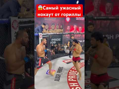 Ужасный нокаут от гориллы #mma #харидуз #бокс #хонор #ufc #muradaov #бои #абдукариммирзаев #мма