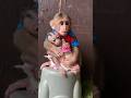 Drink milk baby #shortvideo #monkey #youtube #cute #animals