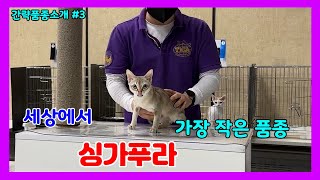 세상에서 가장 작은 고양이 싱가푸라 - 묘종소개