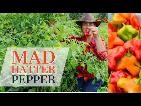 Mad Hatter Pepper: Unique pepper for the home garden