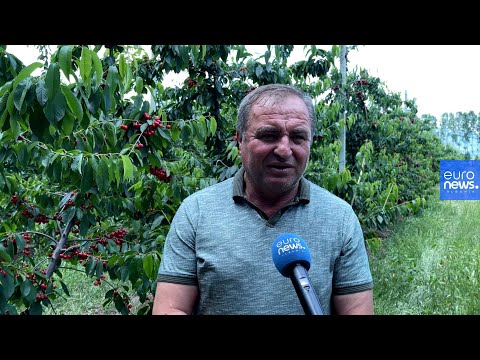 Qershia ngel në pemë: Mungon krahu i punës. Tregu në vështirësi nga taksat dhe inputet