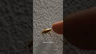 Ce Cafard est Inoffensif pour vos Maisons