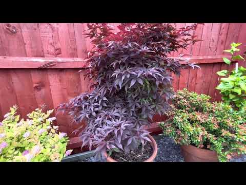 Japanese Maple trees, Red leaves on Twomblys Sentinel, dense foliage and a vertical growing habit!