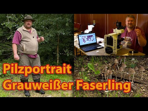 Pilzportrait Grauweißer Faserling (Psathyrella marcescibilis)