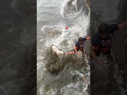 Terrified Dog Stranded on Rocks Rescued in Intense Rescue Mission | The Dodo