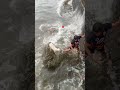 Terrified Dog Stranded on Rocks Rescued in Intense Rescue Mission | The Dodo