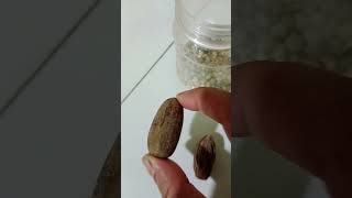 Download lagu mereka selalu beedua 🤣#shortsfyp #bumbudapur #viralfyp mp3