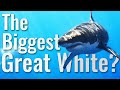 Deep Blue - The Biggest Great White?