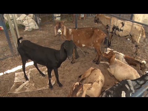 Criadores de caprinos e ovinos se reúnem durante 13ª edição da Festa do Bode em Batalha 17 09 2022