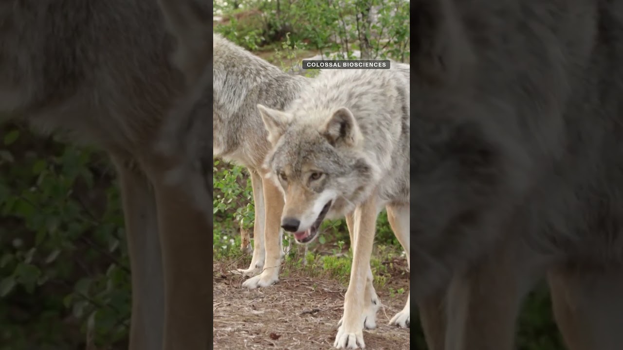 Dire Wolf Controversy Explained