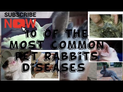 , title : '10 of the most common pet rabbits diseases/🐇 rabbit care